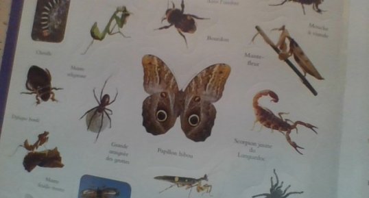 Papillon hibou