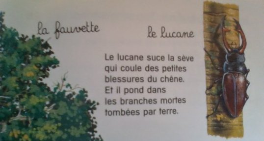 lucane