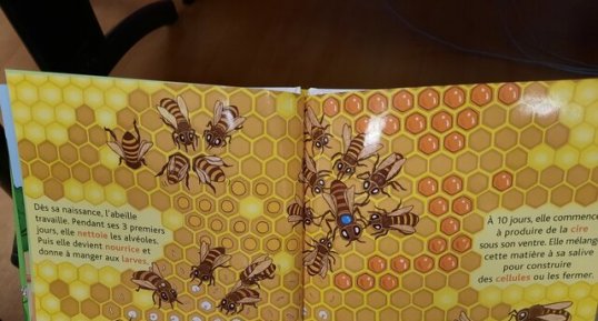 abeille