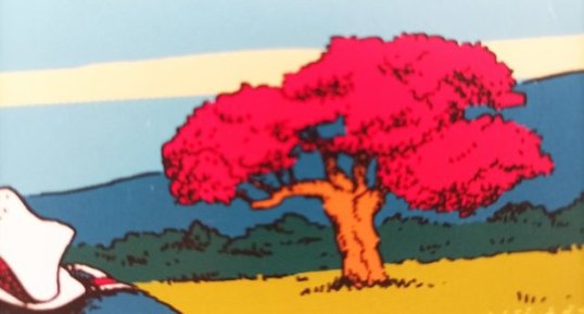 acacia